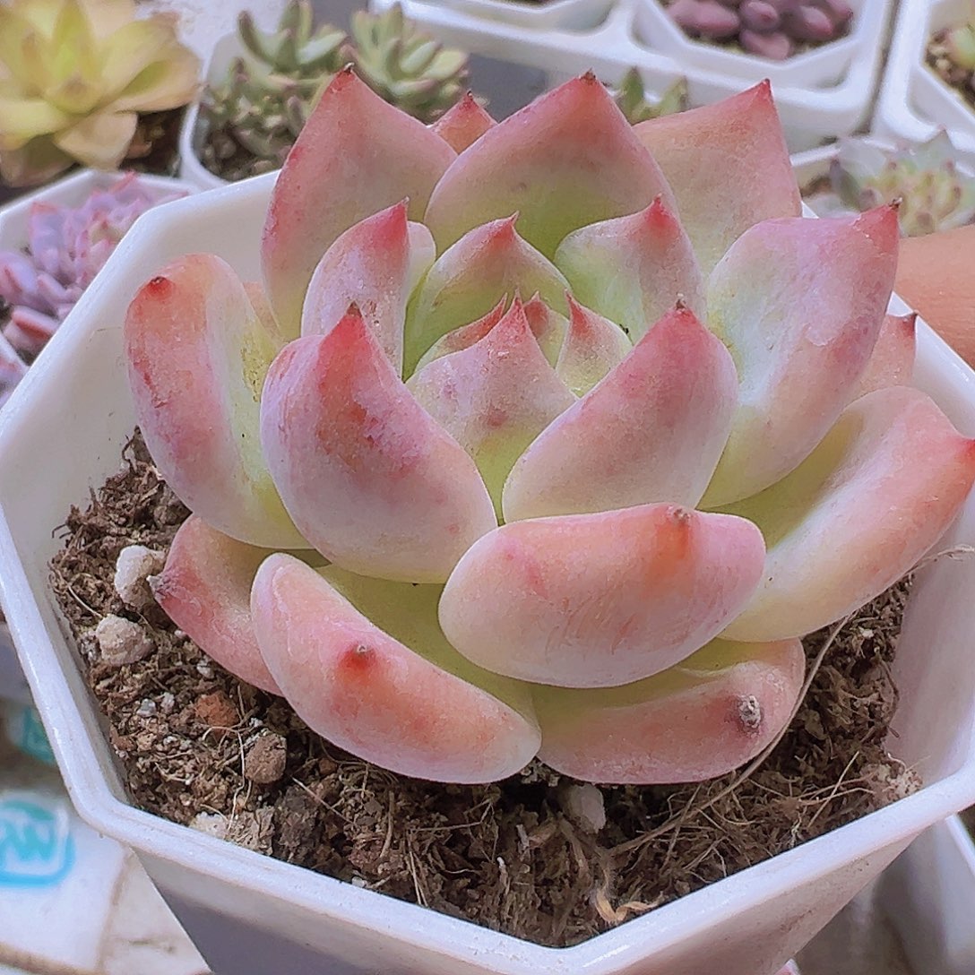 八角盆白拉糖19包邮多肉植物