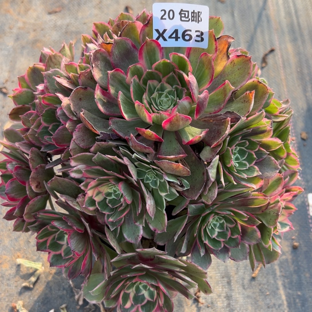 463青禾，满20包邮