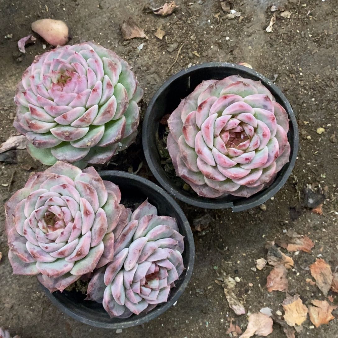 天鹅绒单头起发三盆