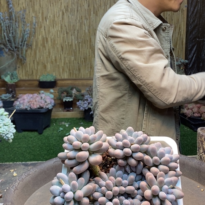 *****271号汤圆多肉植物