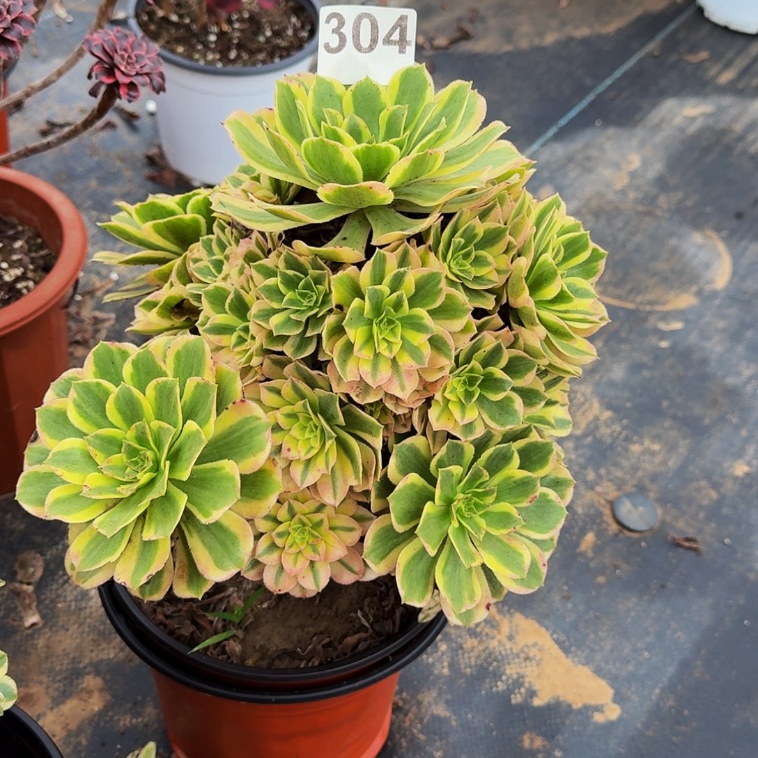 304艳凝法师植物多肉