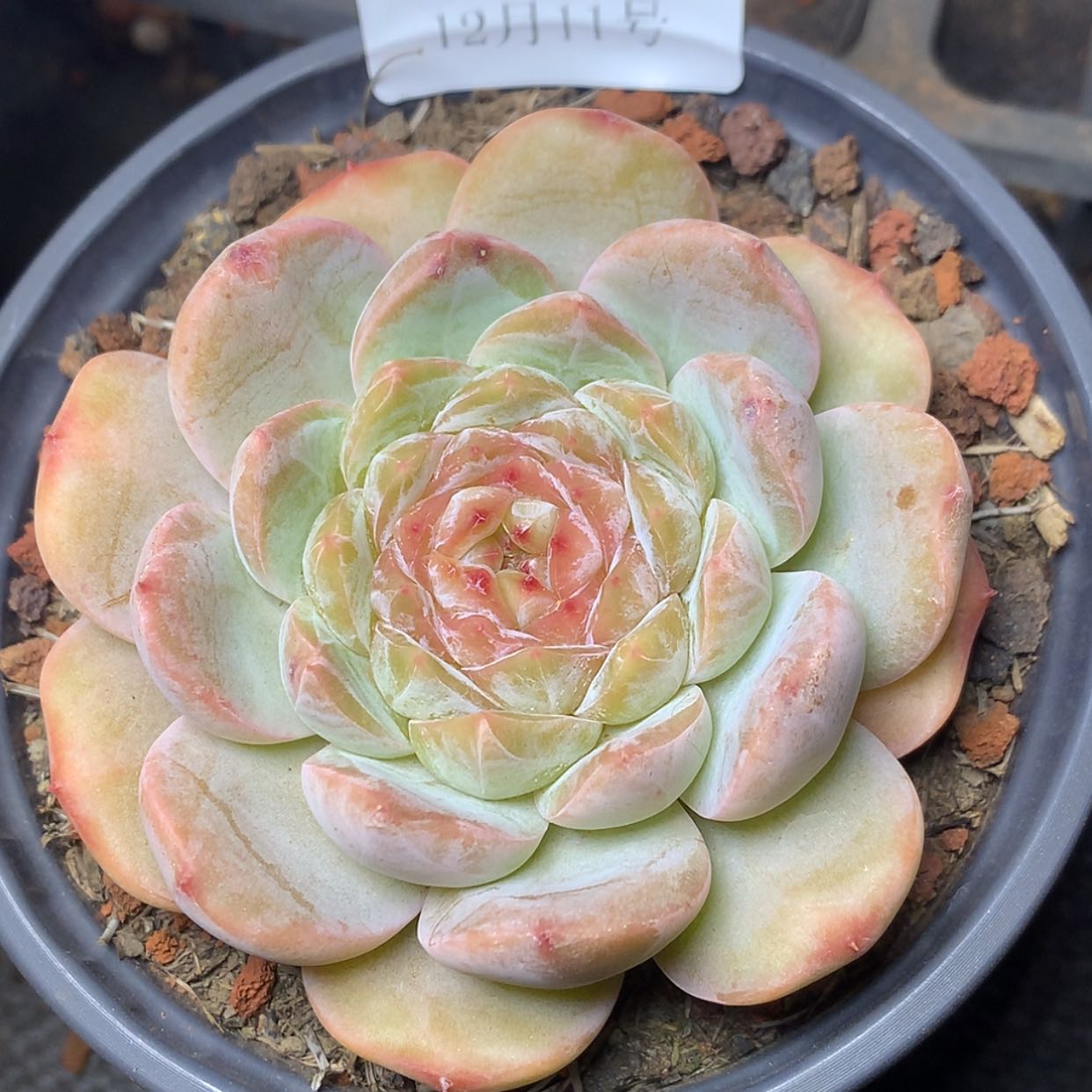【闪购商品】云992号