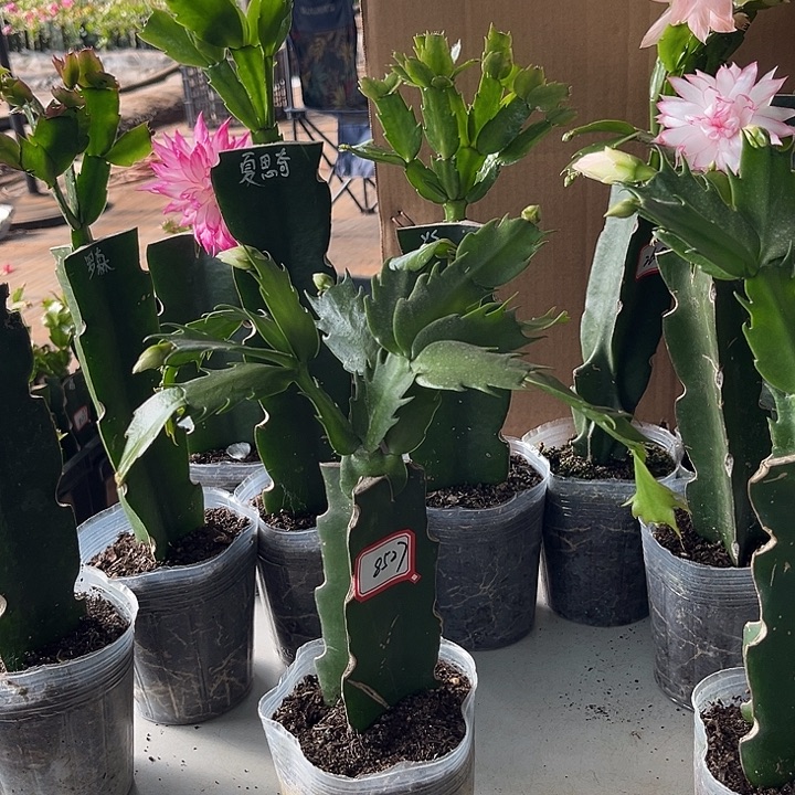 于***姐当前无花朵，栽培后可花朵067