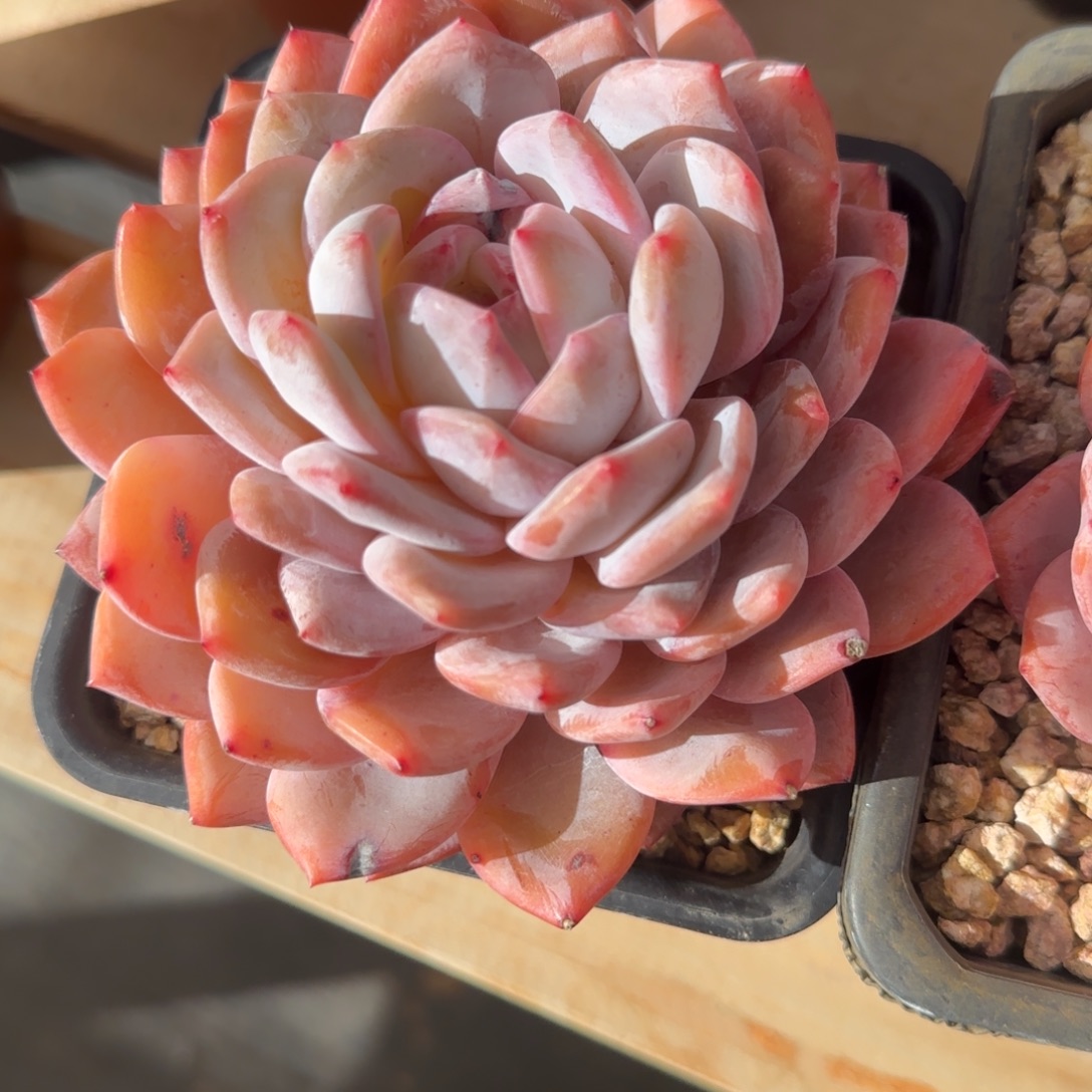 菜***巫1230精品橙梦路一物一拍