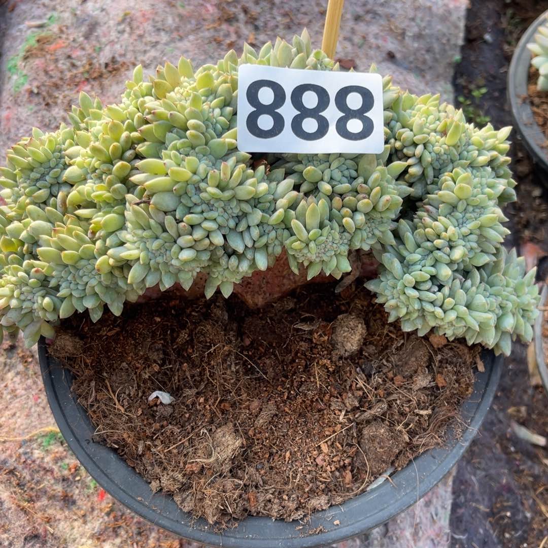 ****好888888888880088888