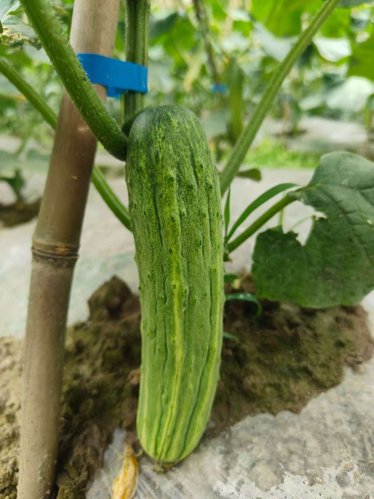 贵州高山露天种植老品种黄瓜当季新鲜蔬菜新鲜采摘