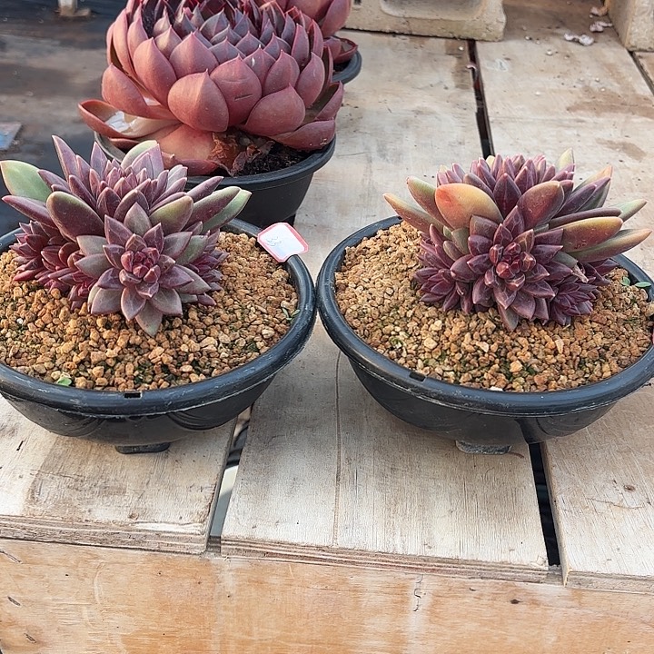 迷雾泡泡手捧花群生精品多肉