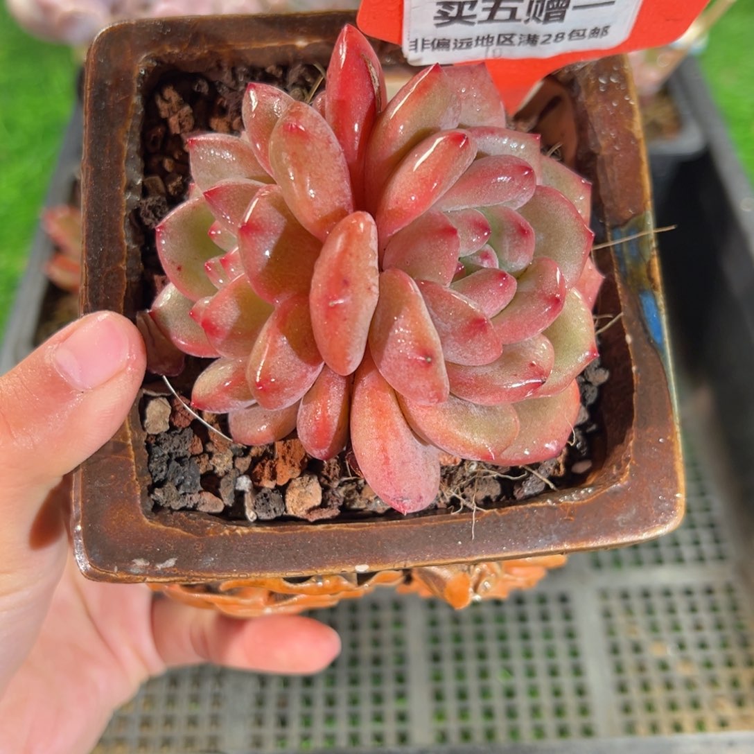 表妹精品多肉025.