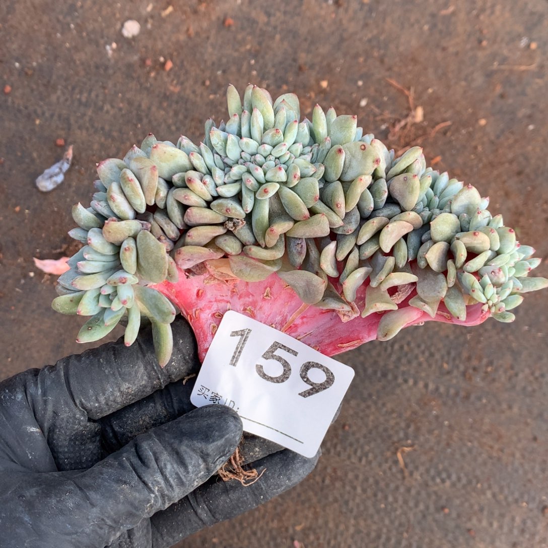 159号新疆西藏内蒙古不包邮的