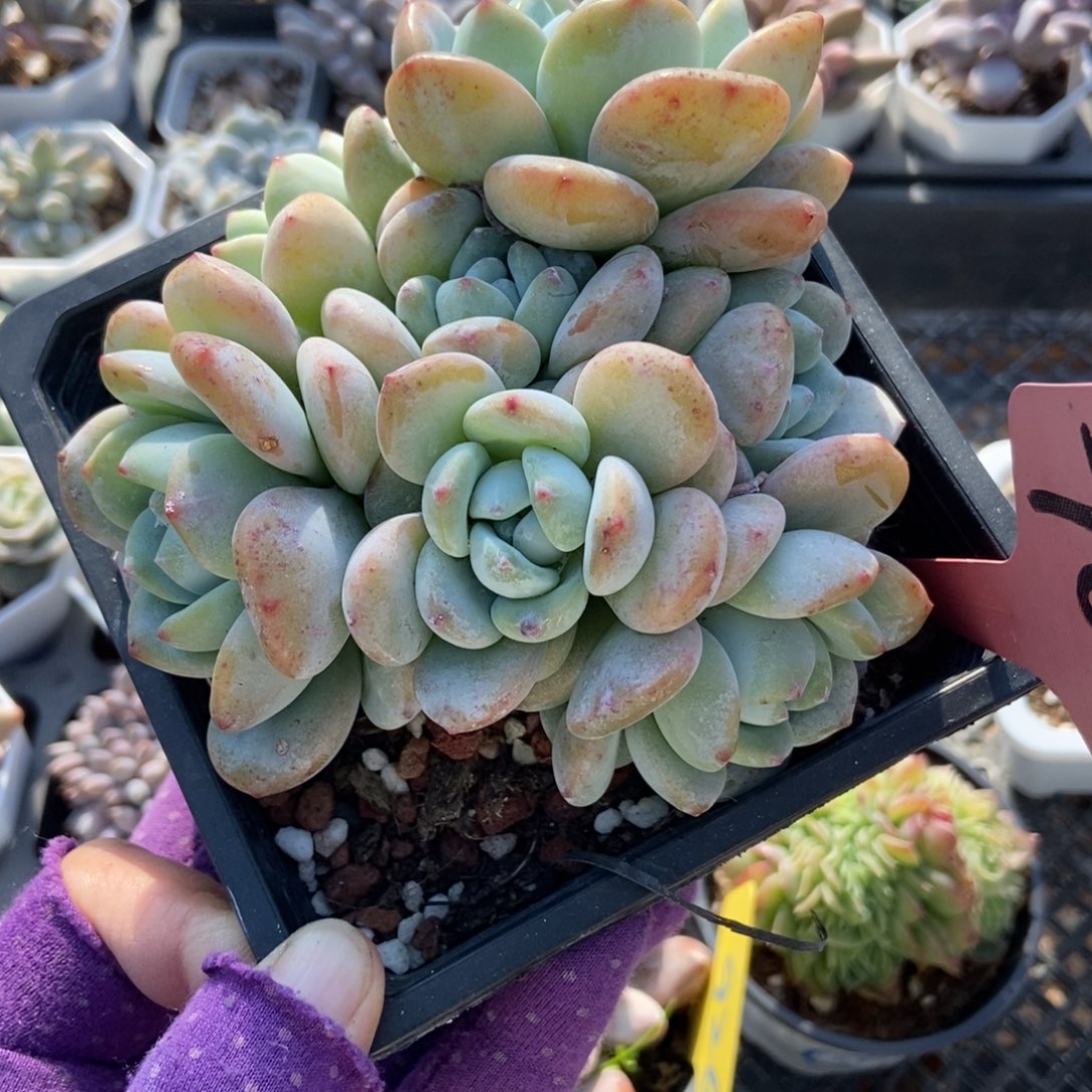 7008冷香多肉植物duorou