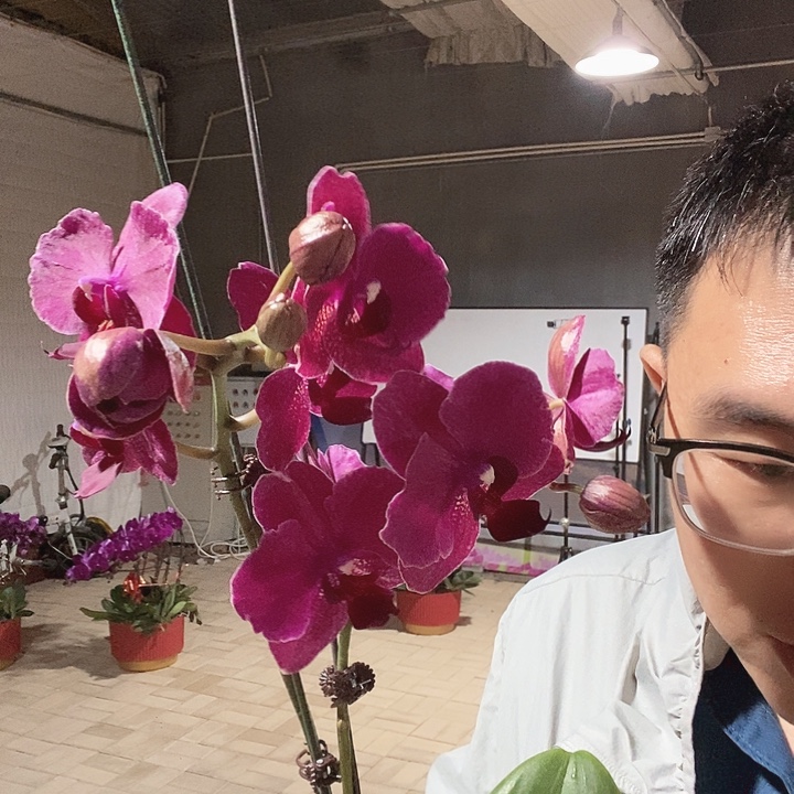 完全开放蒙特勒蕾丝边变异002