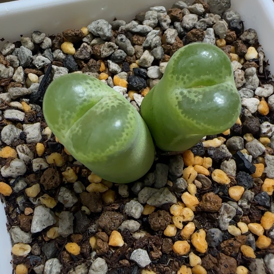 双头绿安格多肉植物一颗