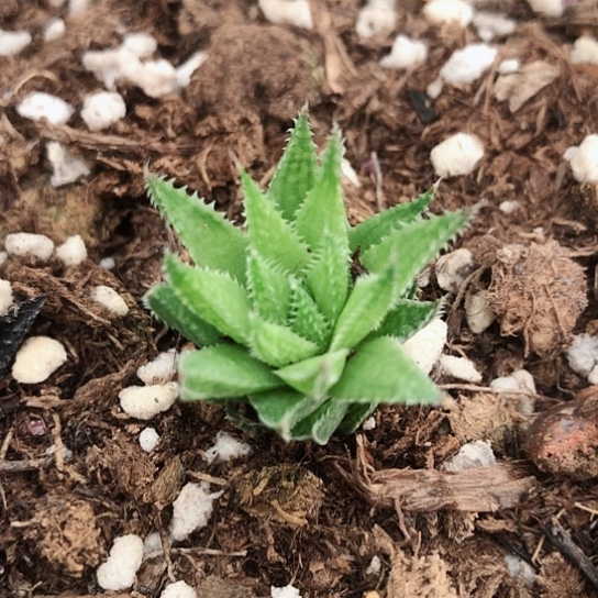 原始种十二卷多肉