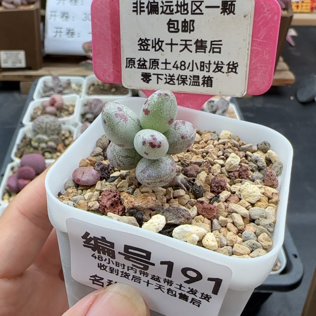 191斑点黄鱼爱掉叶