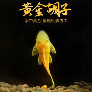 黄金胡子鱼 女王大帆鱼  茉莉豹鼠鱼3单包邮