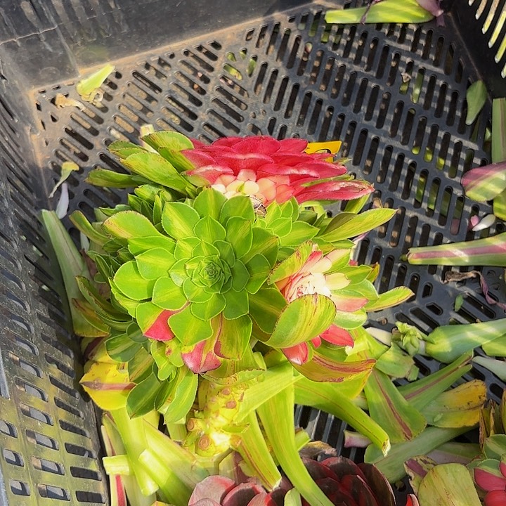 多肉植物知否420