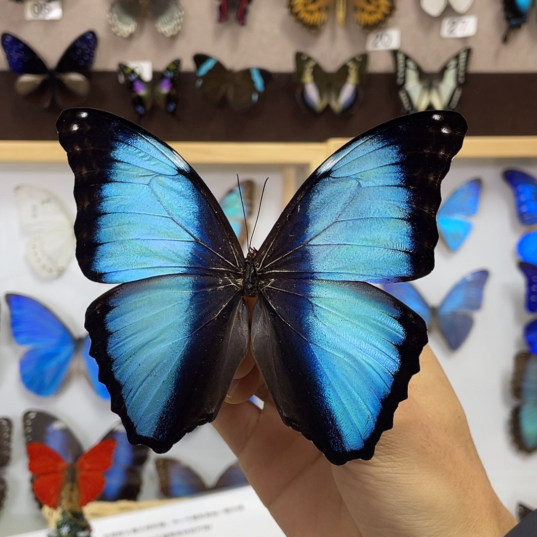 有机玻璃蝴蝶标本