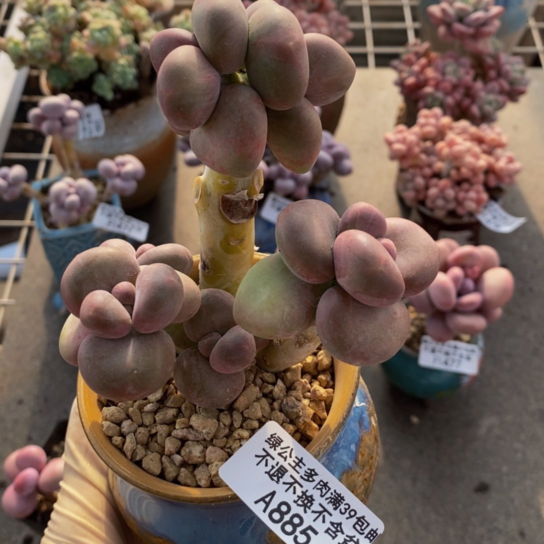 芒果奶酪885/8c m