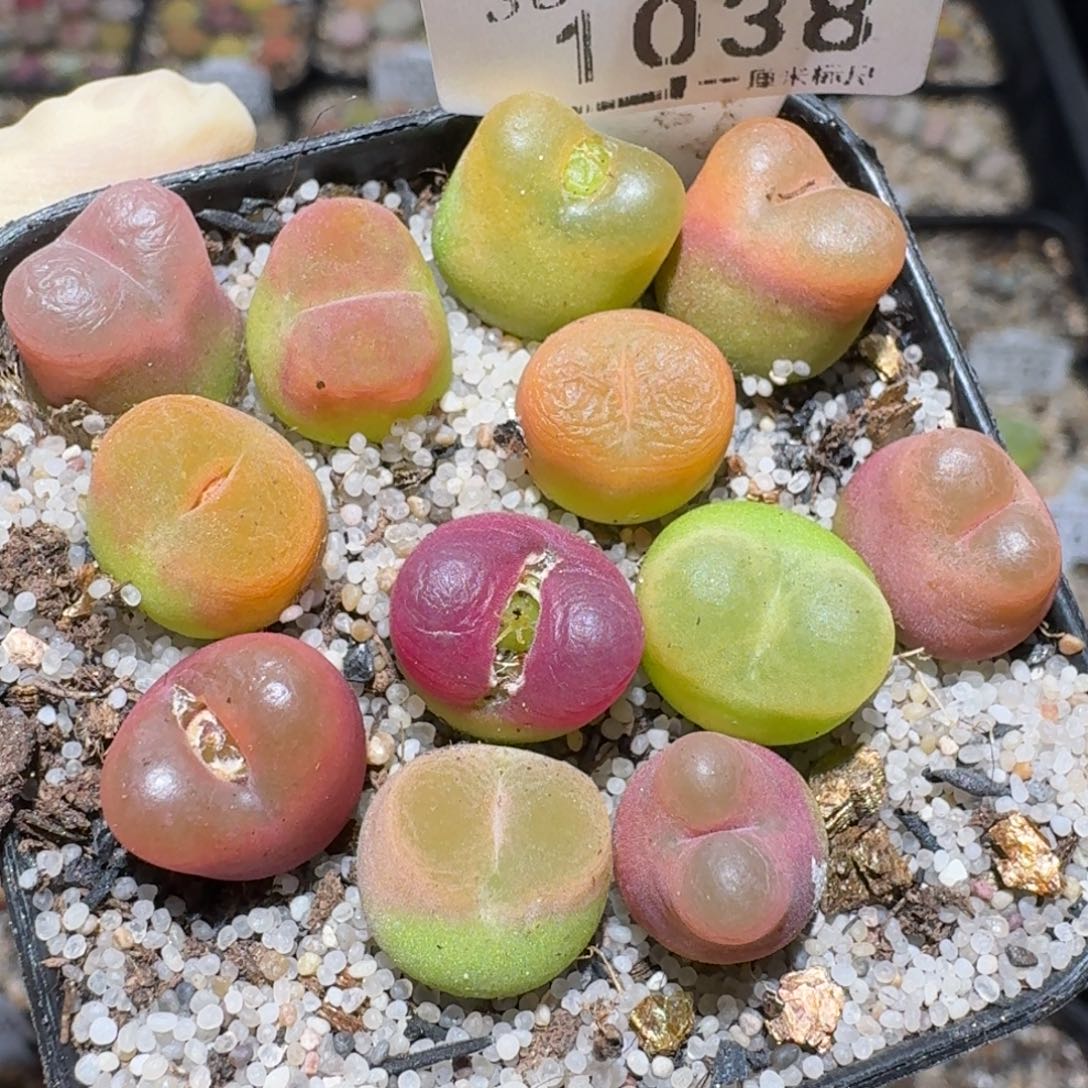 zzz美货便宜啦1038