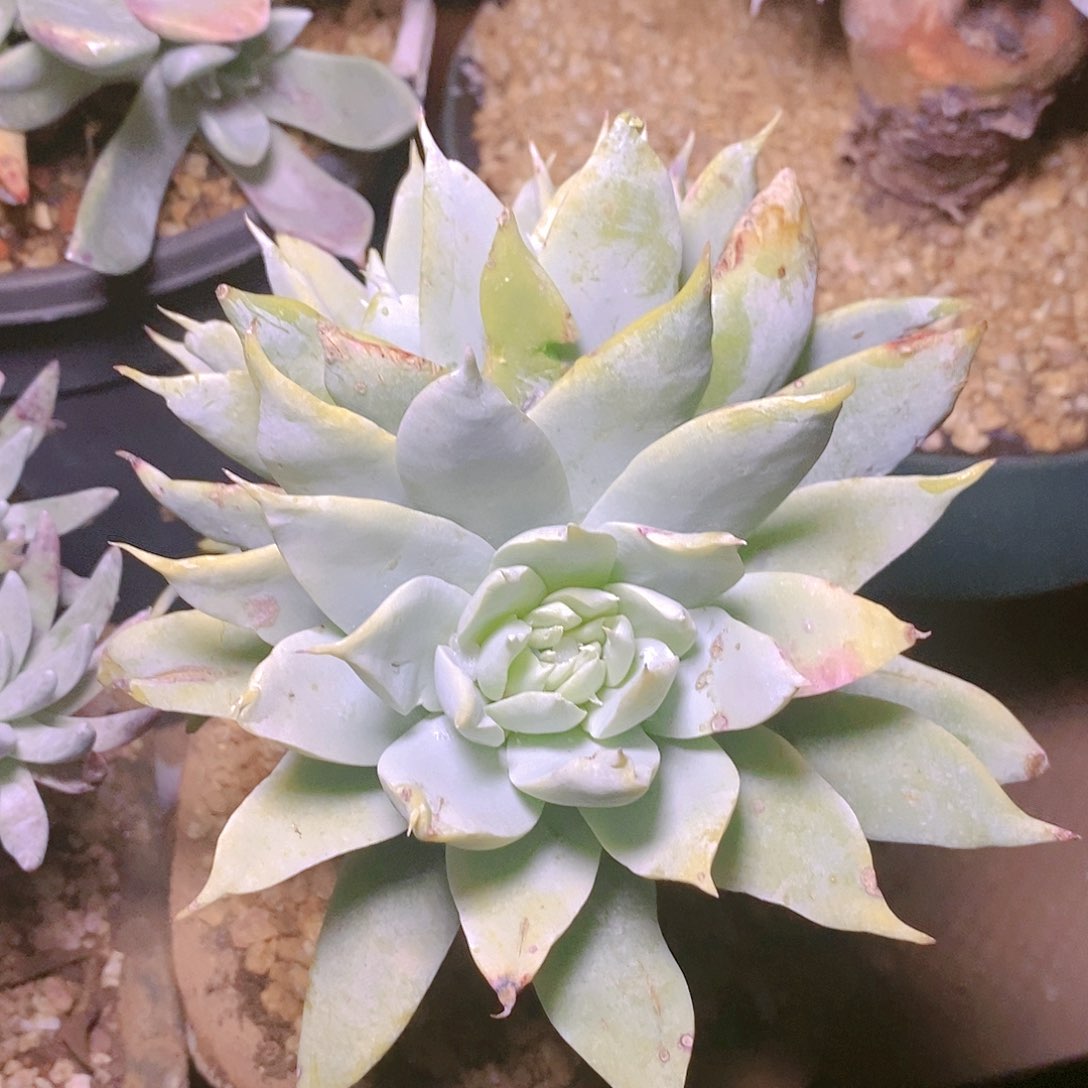 【闪购商品】哈哈哈哈牡丹苹果叶1416多肉