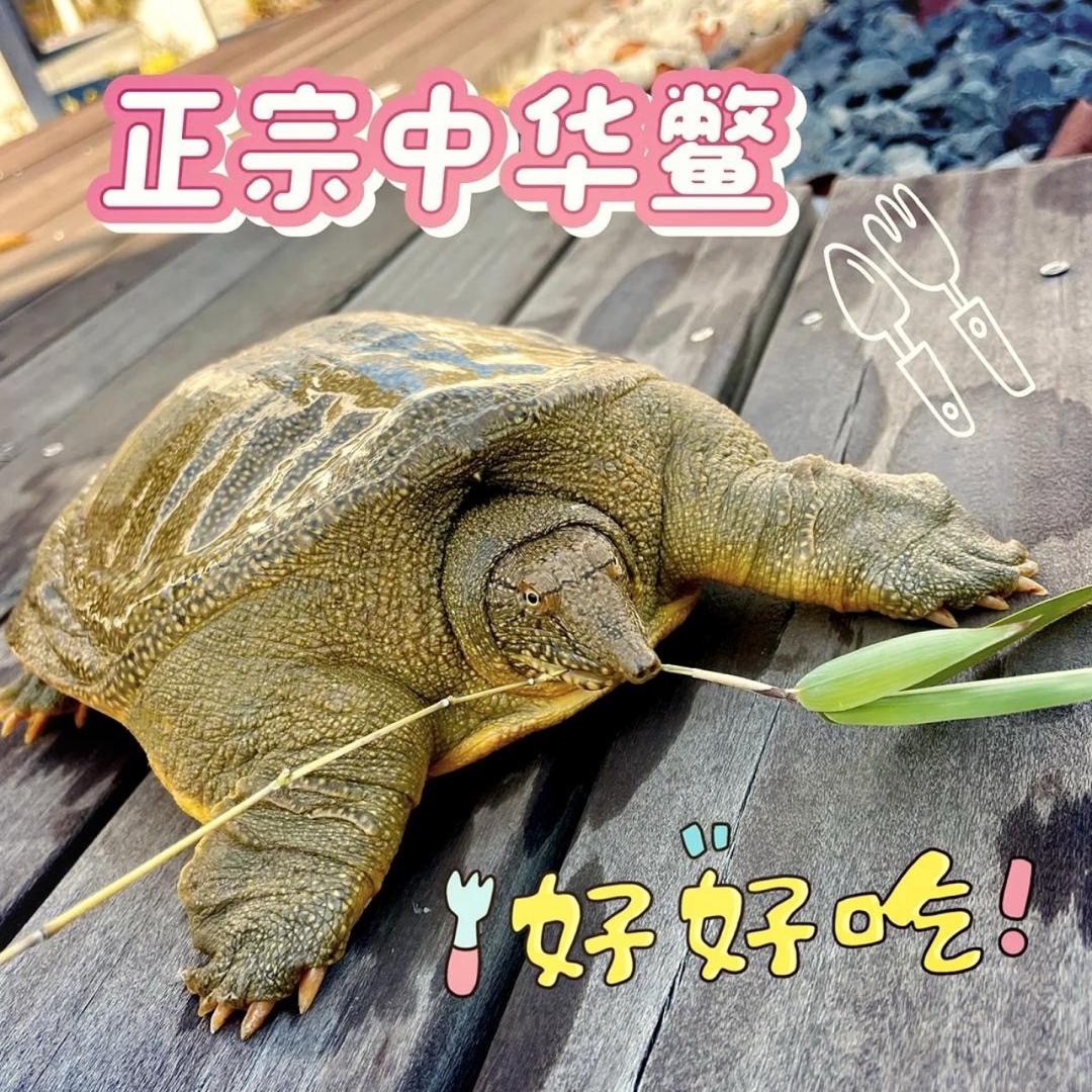 单只到手不低于2.7斤外塘生态鲜活甲鱼团鱼水鱼 京东顺丰包邮包活