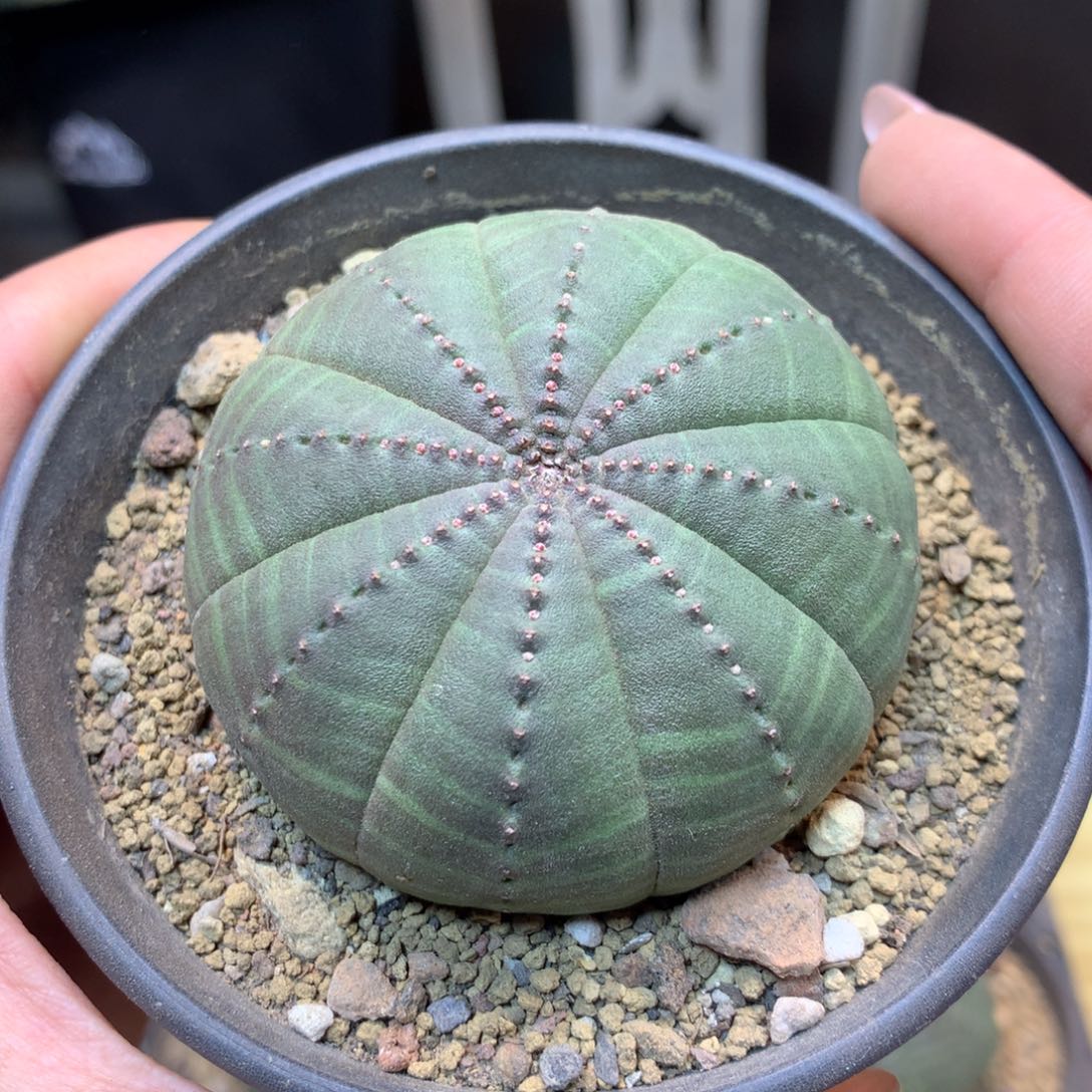       实生 欧系布纹球6公分带盆土发货