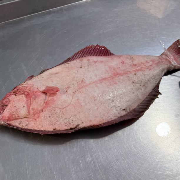 大牙片鱼   (干冰保鲜顺丰发货）