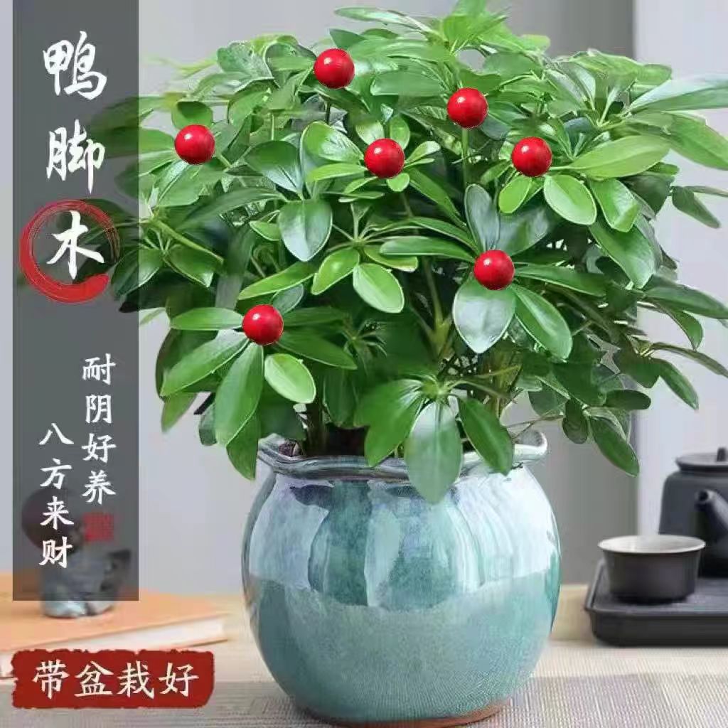 八方来财造型款鸭脚木纯手工DIY