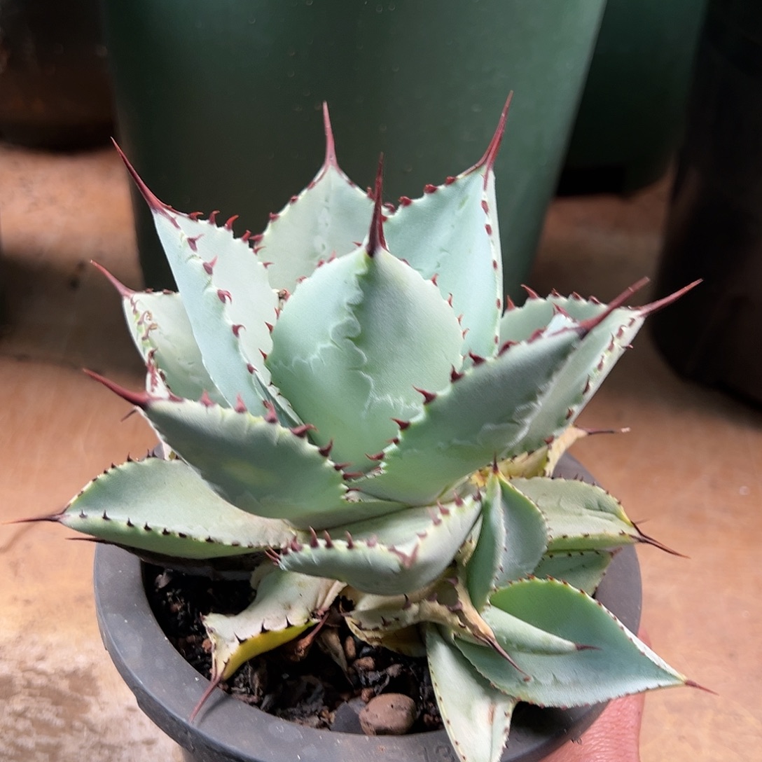 多肉植物龙趾龙舌兰