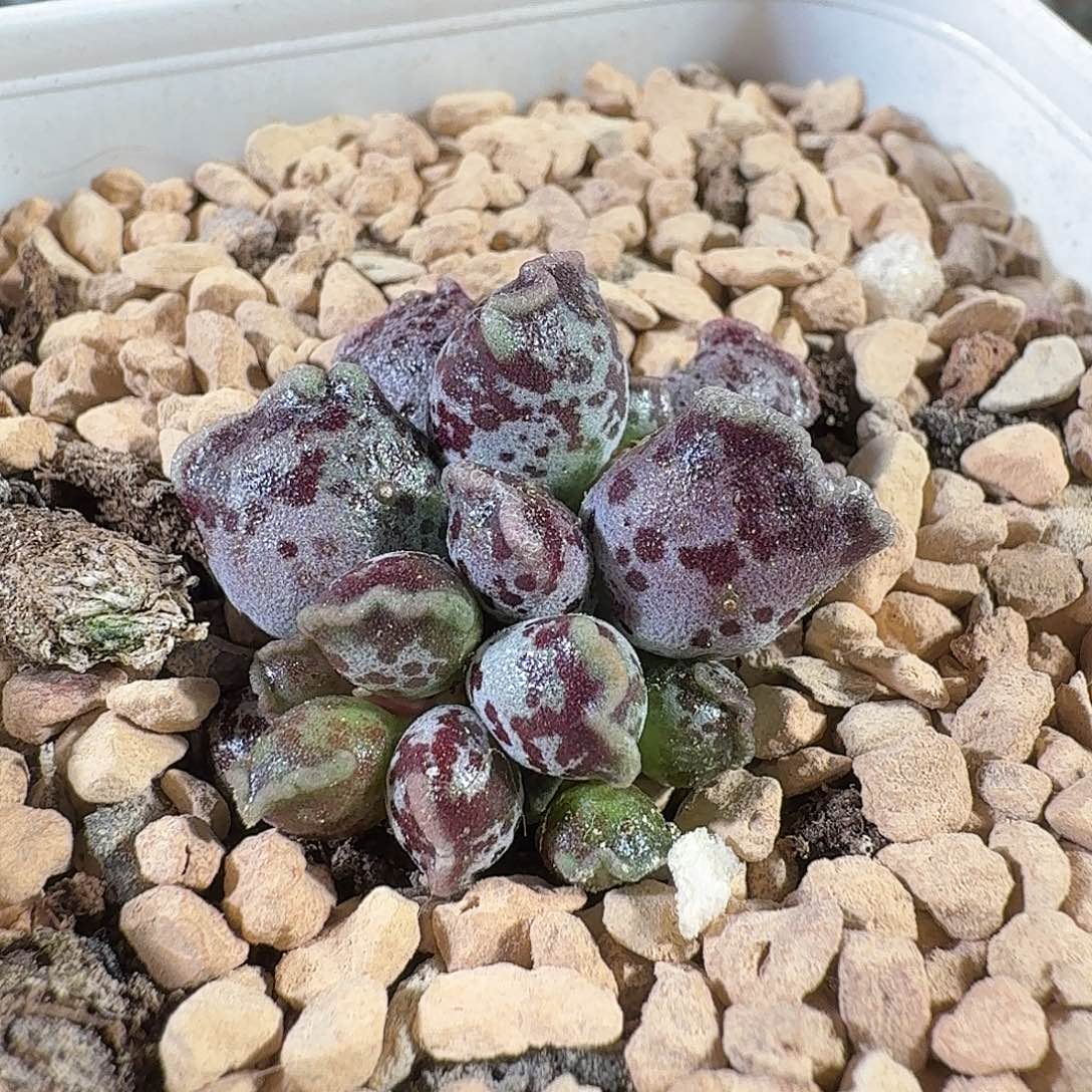 小***铛达摩海豹          