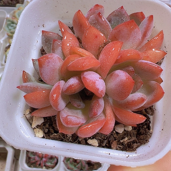 全明星群19包邮多肉植物