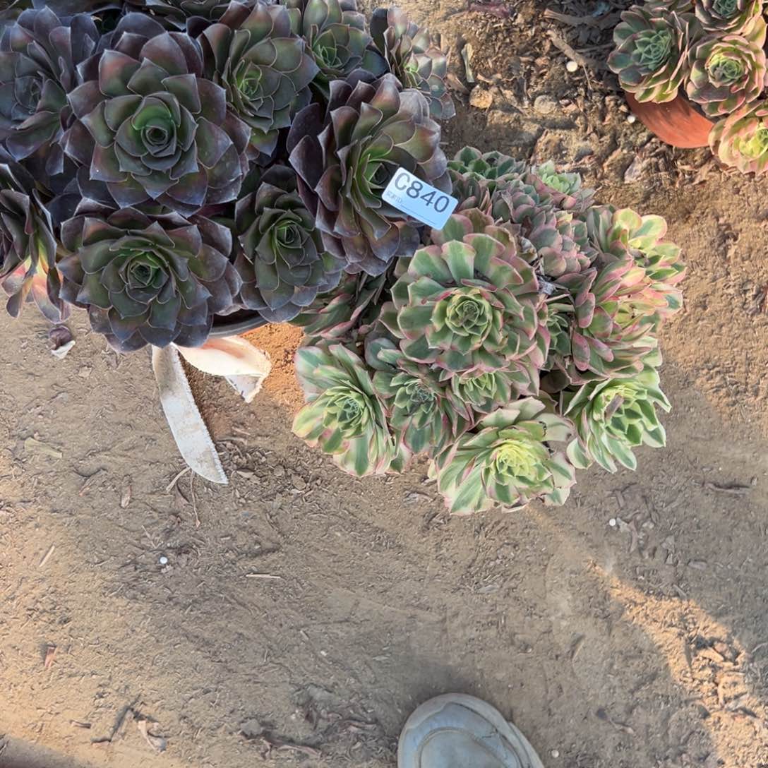 840两颗组合多肉植物