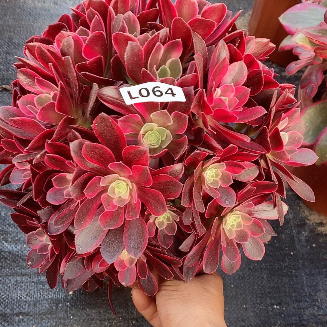 067金丝雀不是老桩66666