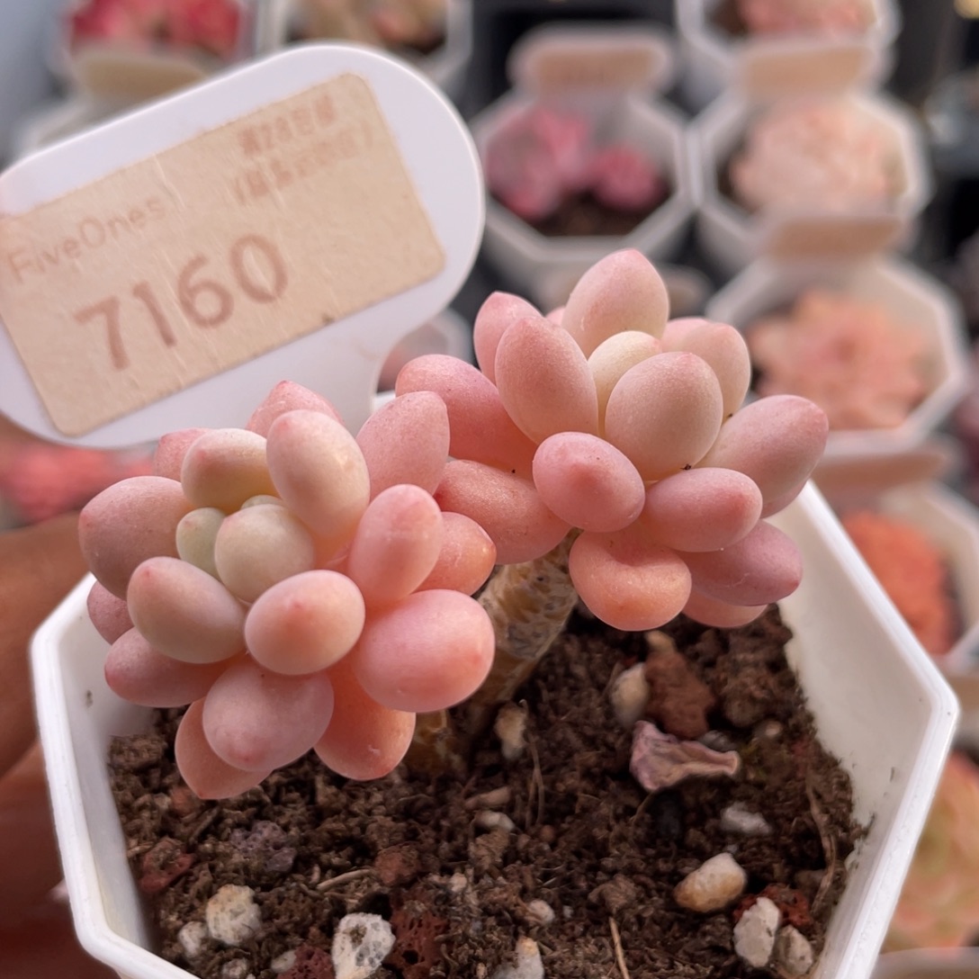 洛可可7160-5.5厘米