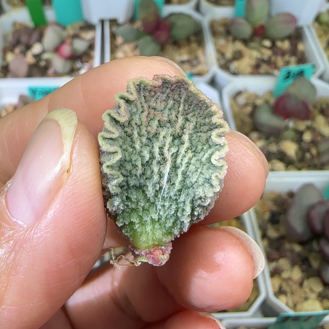 实生叶片一个，发发发