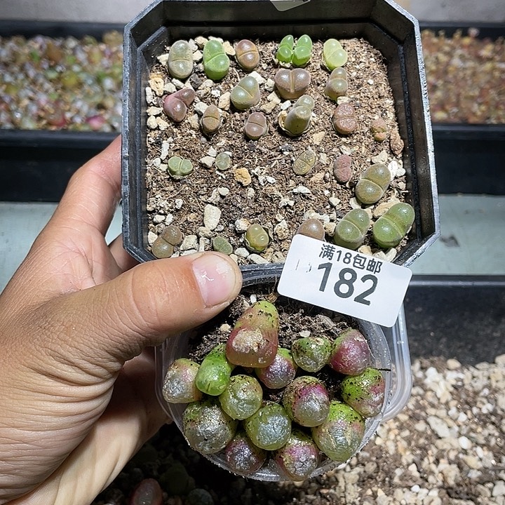 宛***芽当天凑满十八元包邮182