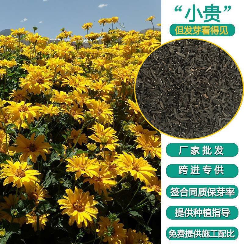 批发堆心菊种子阳台盆栽工程绿化花籽日光菊种子花海干切花卉花