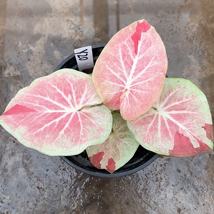 20-0214天堂莲花彩叶芋广东现货