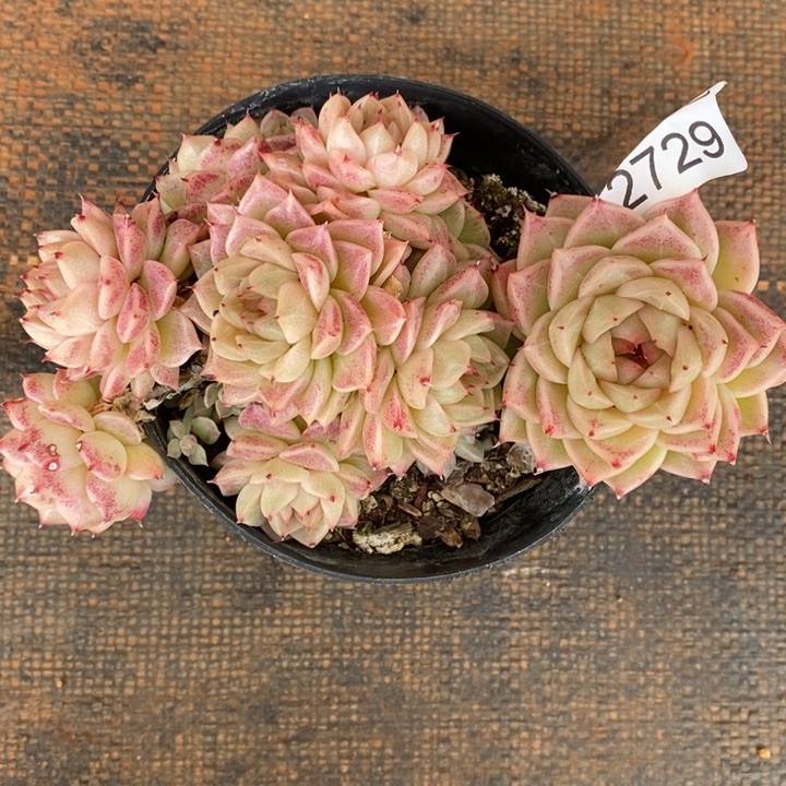 এ****2729散群掉头不售后带盆发