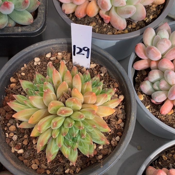 多肉植物627272727