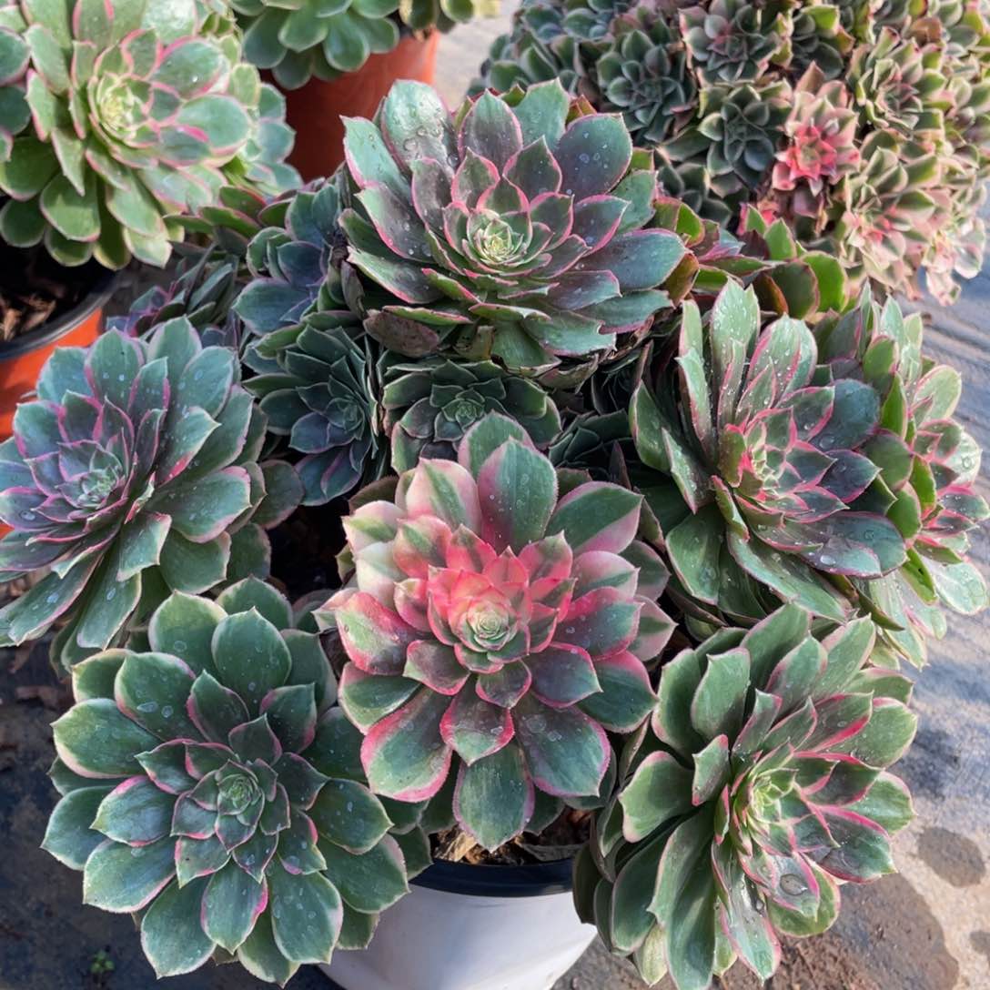 816夜宴精品法师老桩