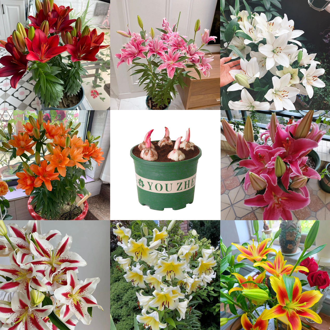 【带盆土栽好】带芽香水百合花大盆栽浓香进口四季百合花盆栽