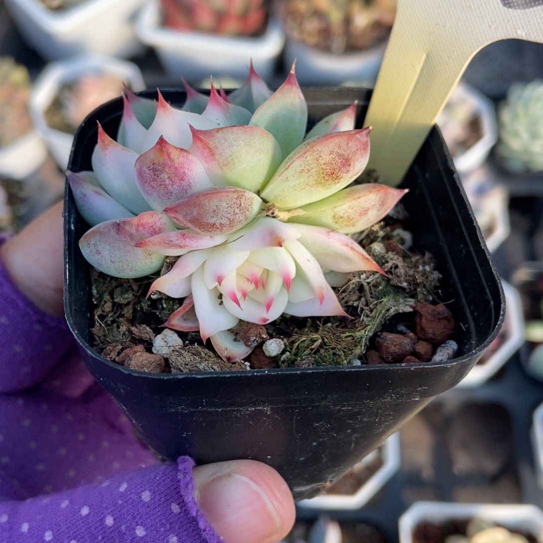 1773吉娃娃锦多肉植物