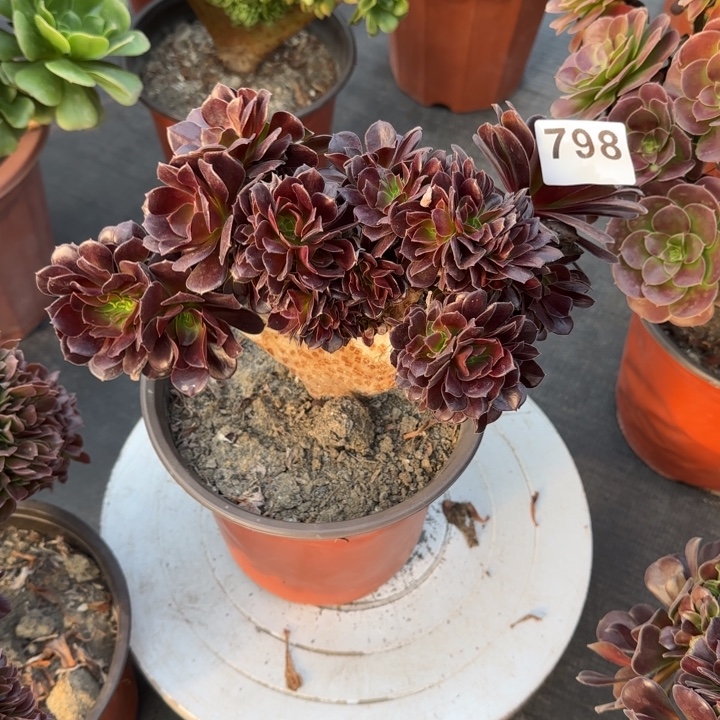 多肉植物欧紫缀798