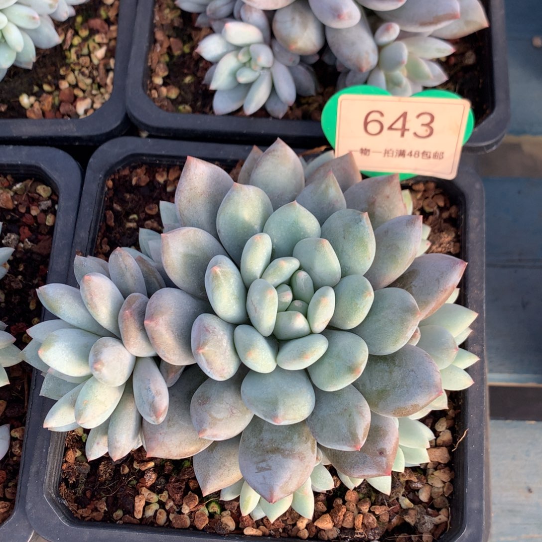 半夏无砍捧花一物一拍643