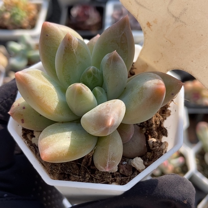 245重楼多肉植物保护