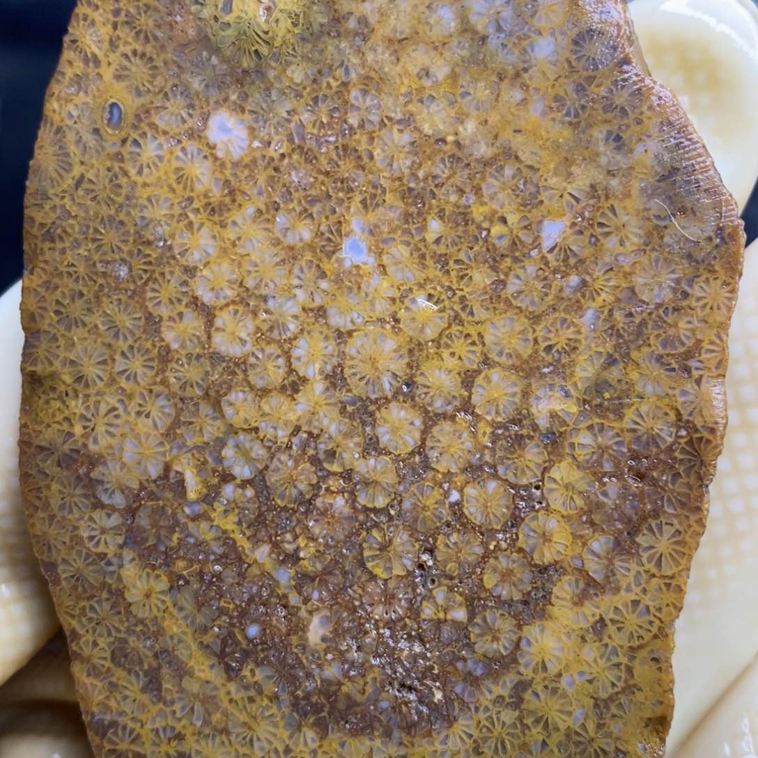 【闪购商品】硅化玉颈饰未镶嵌