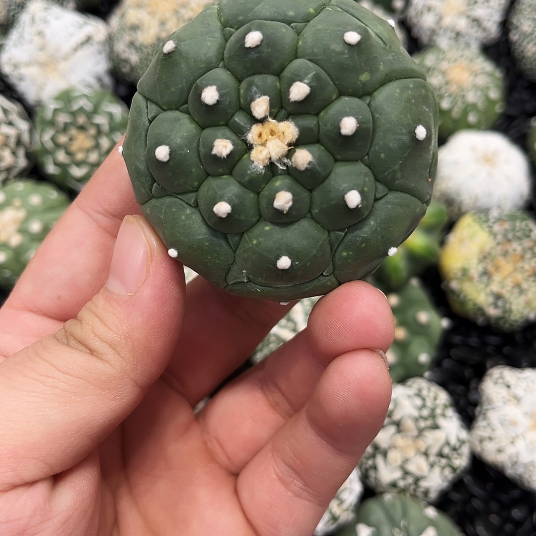 哈哈哈哈哈哈龟甲琉璃兜