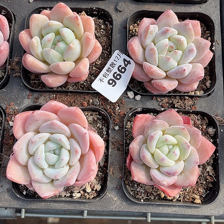 阿雅园艺。        9664四颗冰橙