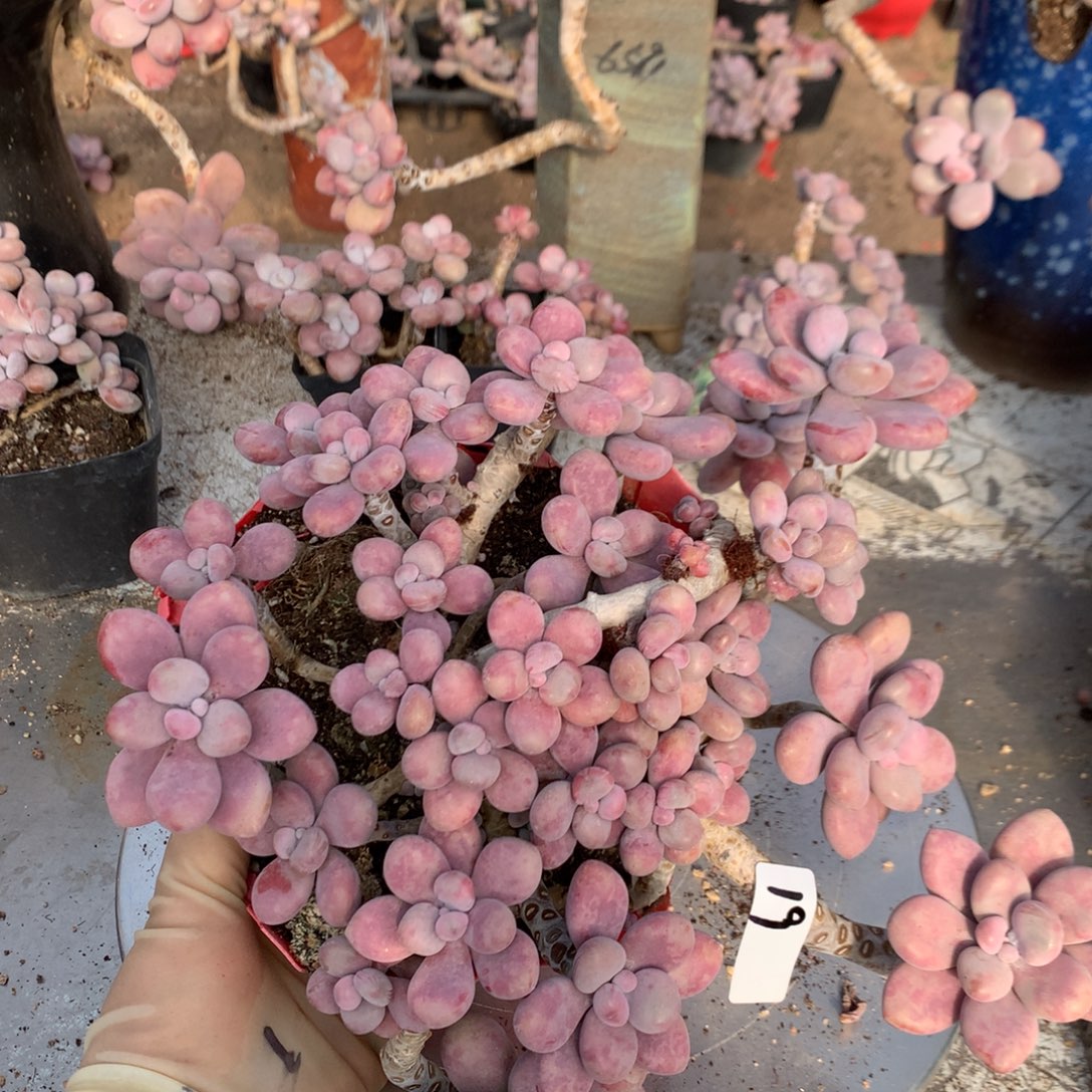 侠***桃蛋老桩不带盆19号